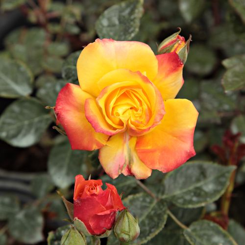 Rosa Rumba ® - roșu - galben - Trandafir copac cu trunchi înalt - cu flori mărunți - coroană compactă